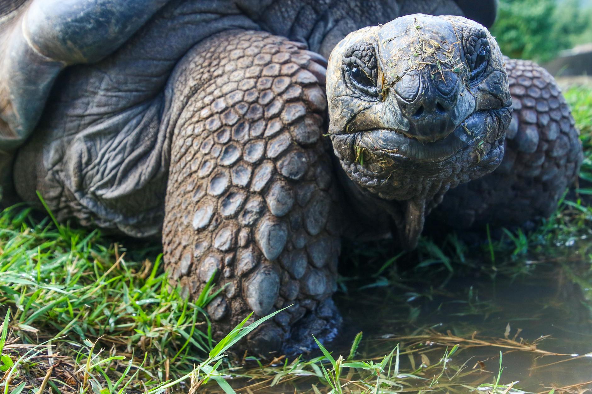 closeup photo of galapagos tortoise