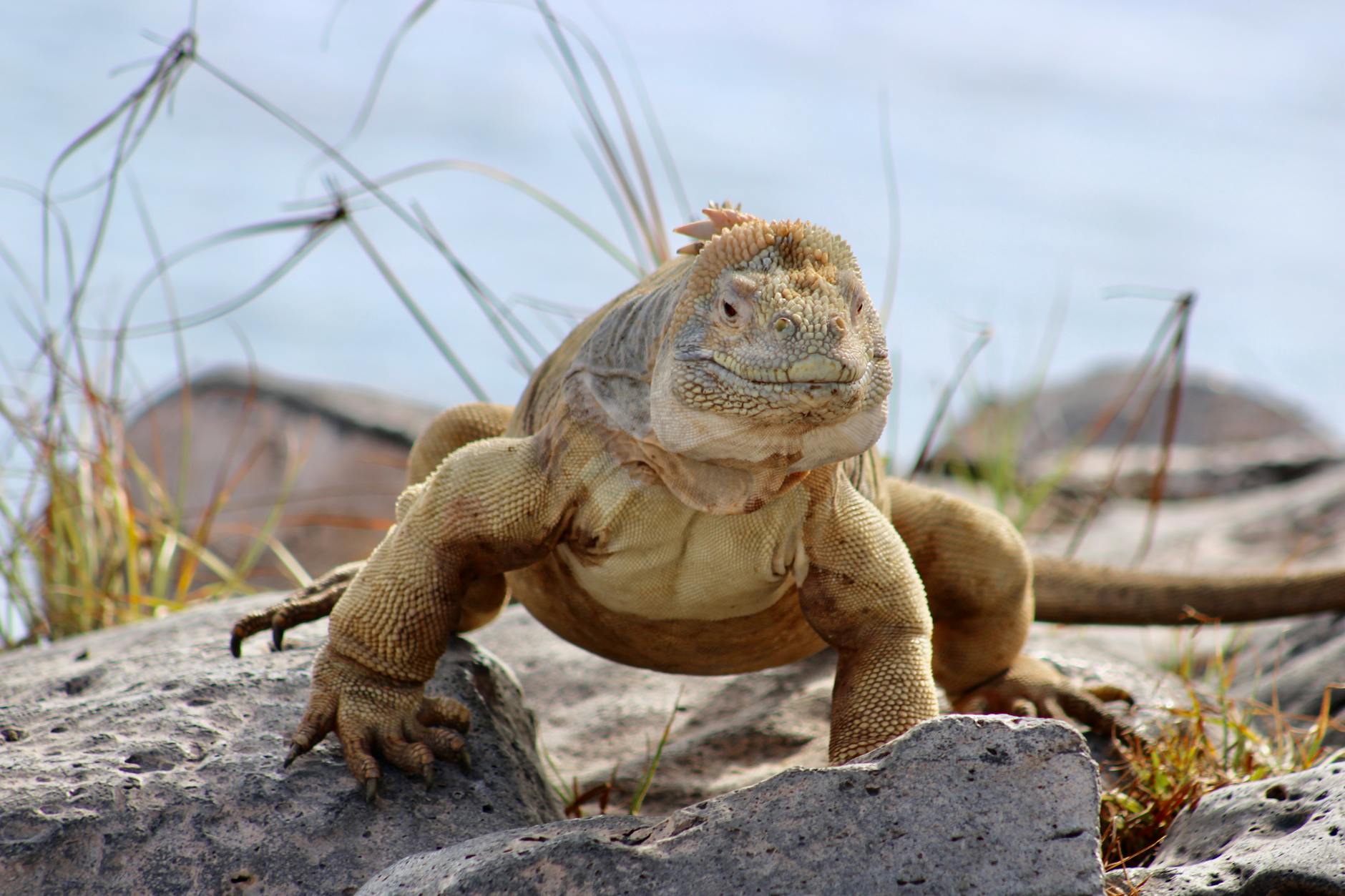 galapagos land iguana on rocks