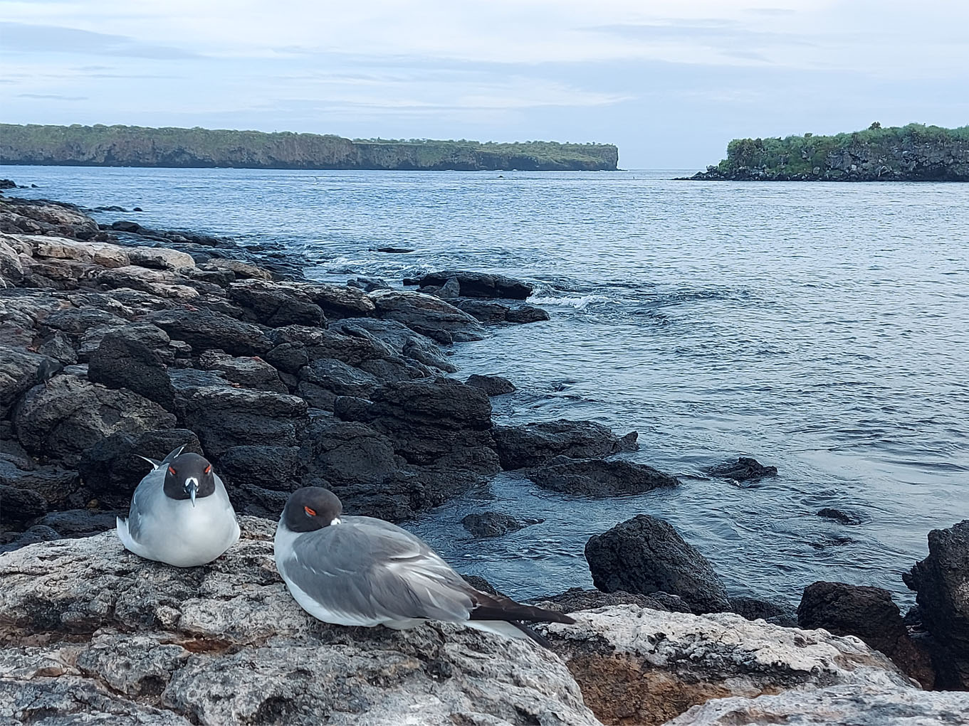 Best Time to Visit the Galapagos Islands: A Month-by-Month Guide